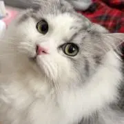 あやマナ