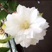 いしどんの画像