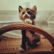 ふら