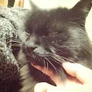 ねね