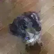 レオの画像