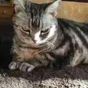 藤猫屋