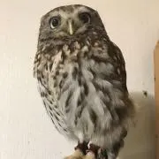 ニッシーの画像