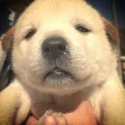 aiaiの画像