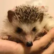 うめわさびの画像