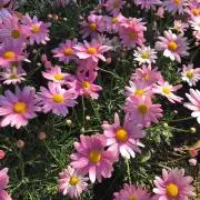 あおの画像