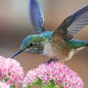 ストウブ】ワナベ XL クリスマスツリーバジル - メルカリ