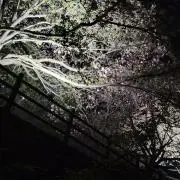 サラブレッドの画像