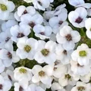 ハナ✴︎プロフ必読の画像
