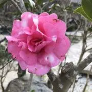 きららの画像