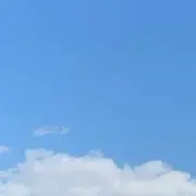 ペリカンの画像