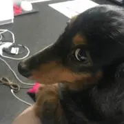 Yoshiの画像
