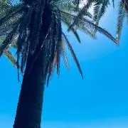 saoponの画像