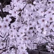 ゆんころりんの画像