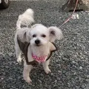 ワタ