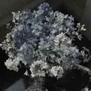 ネモの画像