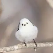 kyoの画像