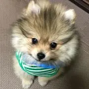 なおみ