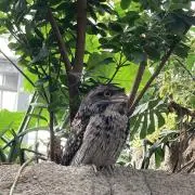 もこすの画像