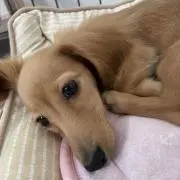 ベルしゃん