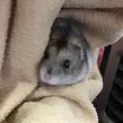 はむたちゃんの画像