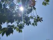 翠の画像