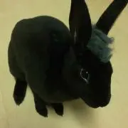 たまちゃんの画像