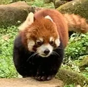 ユキホの画像