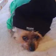 ミュウミュウ