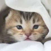 サーターアンダギーの画像