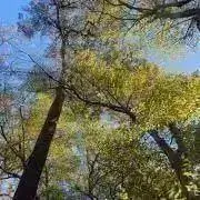 Vincentの画像
