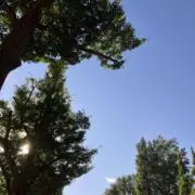 Dachaの画像