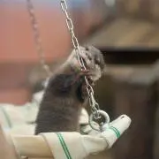 ちぇるの画像