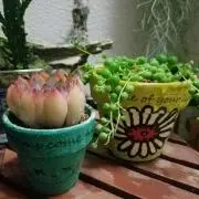 ハピネスの画像