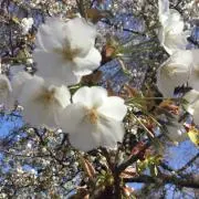 (^^)の画像