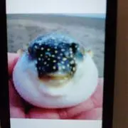 クサフグ