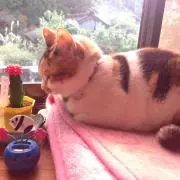 しょこ