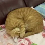 タカの画像