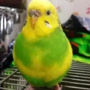 ツッキー