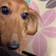 ほどキング