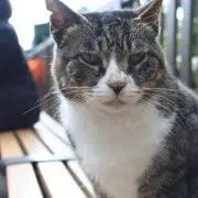 ぎんなん