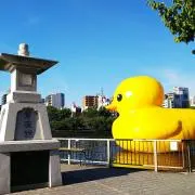 たまちゃんの画像