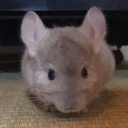 R.