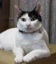 はなかごの画像