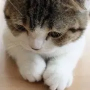 もももの画像