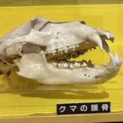 吉成の画像