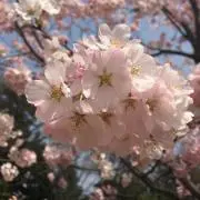 mikiの画像