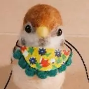 cocoムクドリの画像