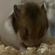 ハムの画像