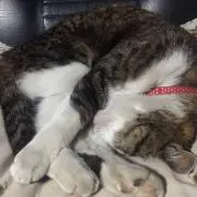 ともちゃん